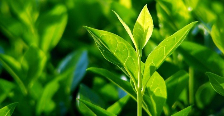 Green Tea Leaves are detoxifying and can help you lose weight