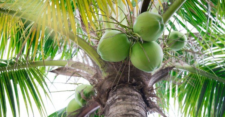 green coconuts