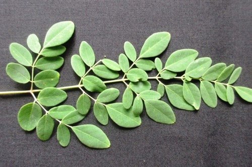 moringa anti-inflammatory superfood