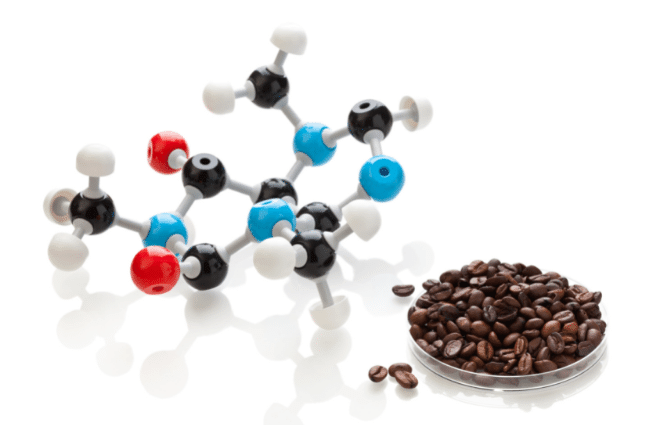 Model of caffeine molecule next to coffee beans in Petri dish on a white background